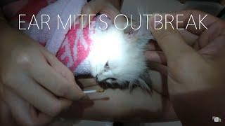 CLEANING HEAVY INFESTED EAR MITES FROM KITTENS EAR!!