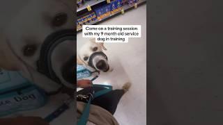 Training session with 9 month old service dog️ #servicedog #dogtraining #dog #youtubeshorts #shorts