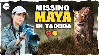 Missing Maya In Tadoba | Tadoba Andheri Tiger Reserve Vlog 4K | Wildlife | Sadaa Wild Stories