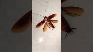 1,2,3 start cockroach #aymanblog #funny #cockroach #shorts