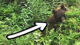 Bear watching in Hoonah, Southeast Alaska