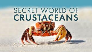 Secret World of Crustaceans