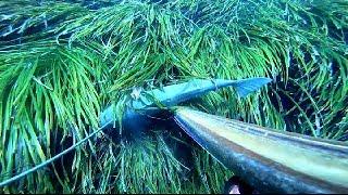 DUE SPIGOLE 10 KG LUGLIO 2022-Spearfishing in the Strait of Messina-Chapter 23