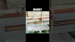 How One Beekeeper Outsmarted Deadly Giant Hornets! #shorts