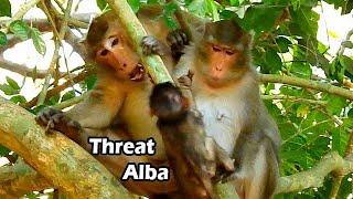 Stop Warning Alba Titus She So Scare With You | Small Baby Alba Try call mum Anna Help