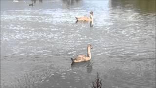 The Ducks of Heronbank