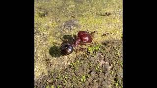 Insects from Philippines #philippineslife #philippines