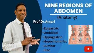 Nine regions of abdomen | Anatomy  | Medical | By prof.Dr.Ansari