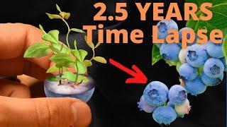 Growing Blueberries from Seeds to BERRIES Time Lapse