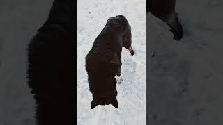 #ялюблюсобак#