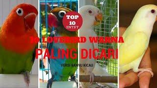 TERNYATA INI 10 LOVEBIRD WARNA PALING DICARI