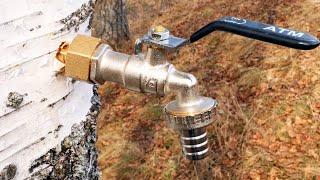 Few people know this SECRET way to collect birch sap! Useful tips and tricks!