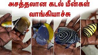 அசத்தலான கடல் மீன்கள் வாங்கியாச்சு | Marine Fishes Unboxing