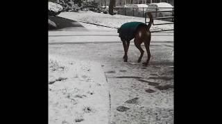 Tucker and Oakley’s First Snow!