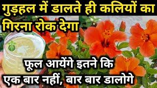 गुड़हल में डालते ही आयेंगे इतने फूल, बार बार डालोगे. HIBISCUS PLANT CARE & Growing tips.Gudhal.