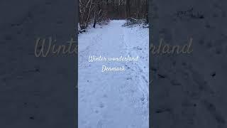 Winter wonderland - Denmark. A chilly morning walk #walkingtour #subscribe #scandinavia #walking