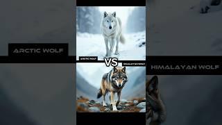 Arctic WOLF Vs Indian WOLF Vs Mexican WOLF  Vs Red Wolf #shorts