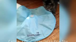 My cats loved the Smartykat Hot pursuit Motion activated cat toy