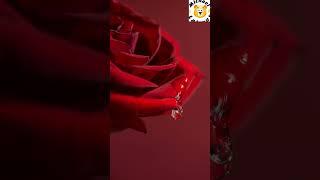 “A Red, Red Rose” by Robert Burns поет ИИ создал Mishael Lakmus