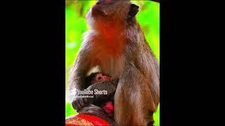 Momma monkey very active take her cute baby #baby