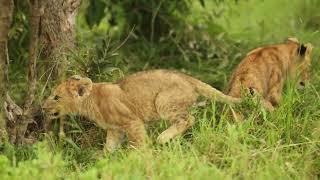 Lion cubs in Masai Mara