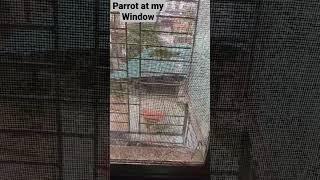 Parrot at my window #parrot #shorts #short#animals