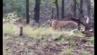 老虎搶走豺狼事物Tigers steal things from jackals and wolves