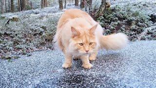 Maine Coon Cat Finds a Frozen Pond - And Tries the Ice!