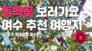 여수여행 추천 여행지 동백꽃 핀 오동도로 [국내여행]