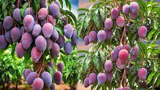 What are the stages of mango plant growth? How to take care of a mango tree?