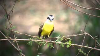 22.9.13 Tyran quiquivi (Pitangus sulphuratus maximiliani, Great Kiskadee)