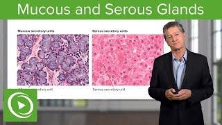 Mucous and Serous Glands – Histology | Lecturio