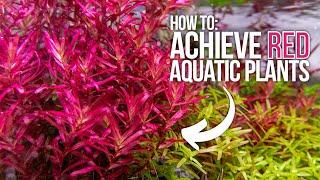 Tips for Red Aquatic Plants in Your Aquascape: Achieve Deeper Red Aquarium Plants