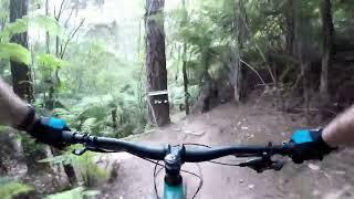 Cheeky Weka, Kaiteriteri MTB Park, Te Waipounamu, Aotearoa.