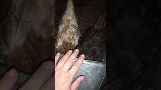 как быстро поймать курицу