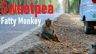 Do You Miss Fatty Monkey Sweetpea , Now We Don't Where is Monkey Sweetpea