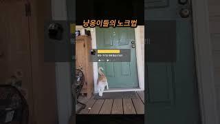 [집사 공감]  고양이들의 기상천외 '문 열어라냥' 스킬 (웃음주의)