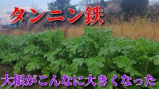 タンニン鉄を試して見た