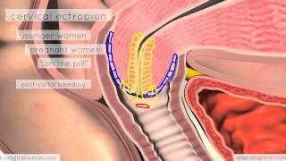 Clinical Reproductive Anatomy - Cervix - 3D Anatomy Tutorial