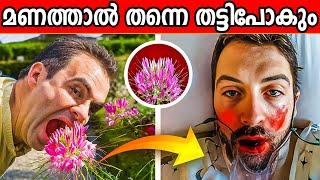 ലോകത്തിലെ തന്നെ ഏറ്റവും വിഷമുള്ള പൂവുകൾ   | Top 10 dangerous flowers of  World malayalam