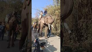 Amazing Elephant sound 