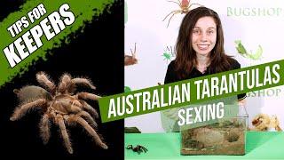 How to sex Australian tarantulas | Australian Tarantula (Theraphosidae) Keepers Series