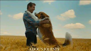 A Dog's Journey {|Ethan and Bailey|}