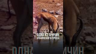 Откуда появляется хронический стресс? | Михаил Дашкиев