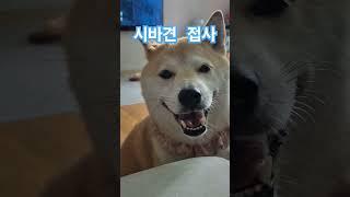 시바견 접사 웃는 쿠키 #강아지 #dogs #시바견