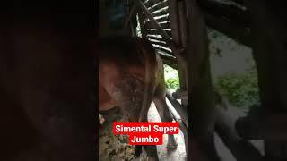 Simental Super Jumbo