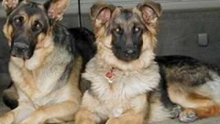I Will Always Be With You (from the movie "All Dogs Go To Heaven2)