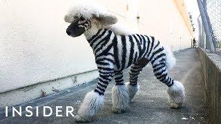 Salon Grooms Pets To Look Like Wild Animals