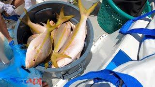 The Best Yellowtail fishing Trophy Yellowtail Snapper Miami Florida