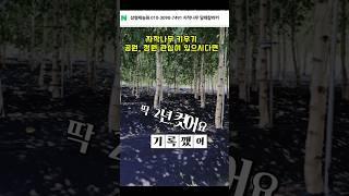 흰색 자작나무 달레칼리카 정원을 더욱 특별하게 만드는 자작나무재배 자작나무키우기 관광농원만들기 속성수 #정원식물 #관광농원  #가드닝팁 #나무키우기